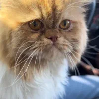 پرشین کت بایکالر