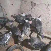 بوقلمون|حیوانات مزرعه|شیروان (خراسان), |دیوار