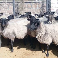 میش قوچ رومانف خالص