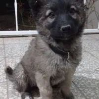 افغان اصل به شرط