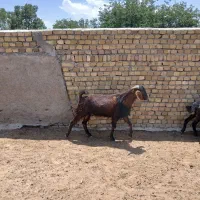 بز نر جوان سرحال سه عدد کیلوی ۶۰۰هزار تومن‌چاق