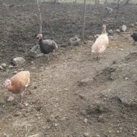 بوقلمون آوردک اسراعیلی|حیوانات مزرعه|تالش, جوکندان|دیوار