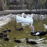 اردک پروازی|حیوانات مزرعه|اصفهان, جلفا|دیوار