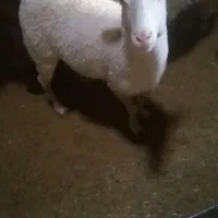 بره ماده  لاکن کیلویی