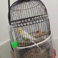 عروس هلندی نرسخنکو