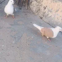 کفتر پشت زرد|پرنده|بجنورد, |دیوار