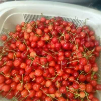 فروش 150کیلو گیلاس لاپینز