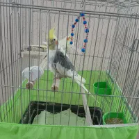 فروش عروس هلندی نر و ماده