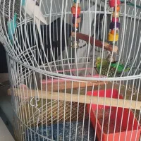 مرغ عشق|پرنده|تبریز, |دیوار