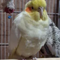 دو عدد عروس هلندی|پرنده|قزوین, |دیوار