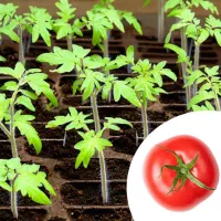 نشا گوجه نهال گوجه