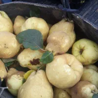 فروش میوه به