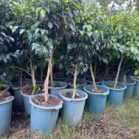 فروش انواع گل ها مستقیم از گلخانه