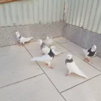 کفتر طوقی یک جفت سرور و ۴تا طوقی جوان|پرنده|اردکان, |دیوار