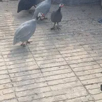 مرغ شاخدار مولد