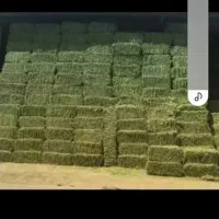 یونجه چین اخرخوردشده