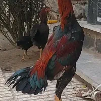 لاری مرغ و خروس و جوجه