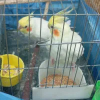 دو جفت عروس هلندی و پاریس|پرنده|سوسنگرد, |دیوار