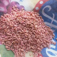 بذراصلاح شده باران وکاه تناژ بالا