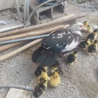 جوجه سیکا ۴۵ روزه و ۷ روزه|حیوانات مزرعه|برازجان, |دیوار