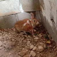 خرگوش|موش و خرگوش|جم, |دیوار