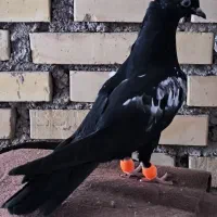 جوجه سینه سیا