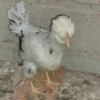 مرغ و خروس گلین چهل تاج|حیوانات مزرعه|کاکی, |دیوار