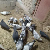 کبوتر