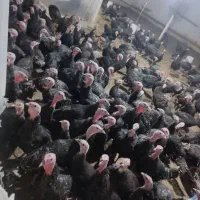 نطفه دار مرغ بوقلمون واردک پروازی وپکنی