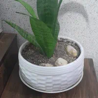 گل طبیعی|گل و گیاه طبیعی|هشتگرد, فاز ۷ مهستان|دیوار