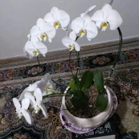 گل ارکیده|گل و گیاه طبیعی|تهران, جیحون|دیوار
