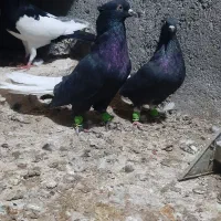 زاغ دم سفید