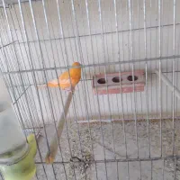 قناری رد فاکتور|پرنده|مبارکه, |دیوار