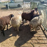 خونه روستایی دامداری گاوداری