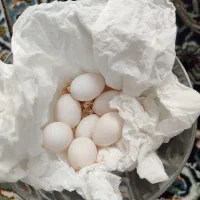 طوطی برزیلی|پرنده|شهریار, شهریار|دیوار