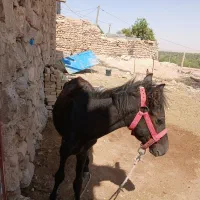 کره اسب