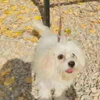 سگ شیتزو سوپر فلت|سگ|یاسوج, |دیوار