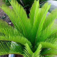 سیکاس