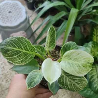 تعویض گلدون|گل و گیاه طبیعی|تربت‌حیدریه, قائم|دیوار