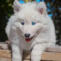 سامویید چشم آبی