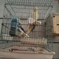 عروس هلندی همراه ۶تا جوجه|پرنده|قزوین, |دیوار