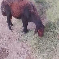 قوچ اصل افشار