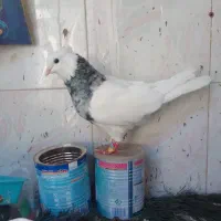 کبوتر طوقی