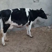 گاو|حیوانات مزرعه|روانسر, |دیوار