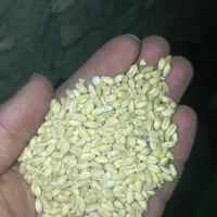 گندم آبی|خوردنی و آشامیدنی|قره چای, |دیوار