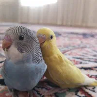 مرغ عشق گم شده