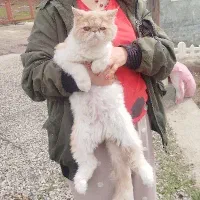 گربه پرشین بالغ