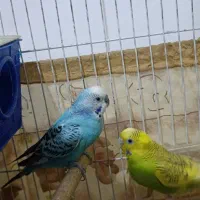 مرغ عشق|پرنده|چناران, |دیوار