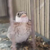 سهره چونه سفید روباهی