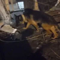 سگ ژرمن|سگ|رشت, کوی مهر|دیوار